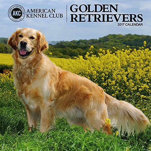 9781772180480: American Kennel Club Golden Retrievers 2017 Wall Calendar