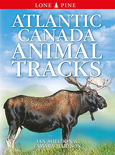 Beispielbild fr Atlantic Canada Animal Tracks zum Verkauf von PBShop.store US