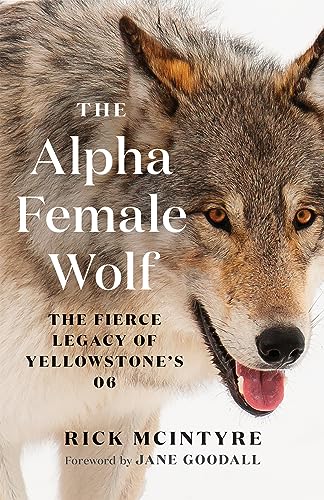 Imagen de archivo de The Alpha Female Wolf: The Fierce Legacy of Yellowstone's 06 (The Alpha Wolves of Yellowstone) [Paperback] McIntyre, Rick and Goodall, Jane a la venta por Lakeside Books