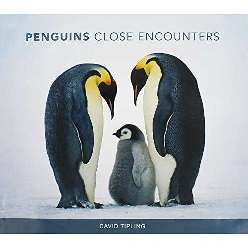 Beispielbild fr Penguins zum Verkauf von WorldofBooks