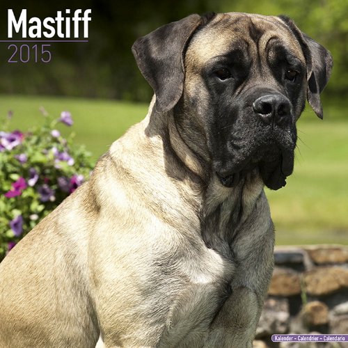 Beispielbild fr Mastiff 2015 zum Verkauf von medimops