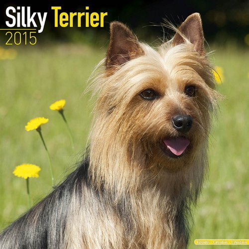 Beispielbild fr Silky Terrier 2015 zum Verkauf von medimops