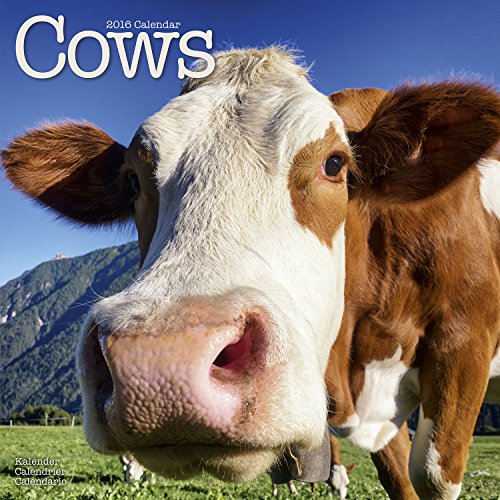 9781782084433: Cows Calendar 2016