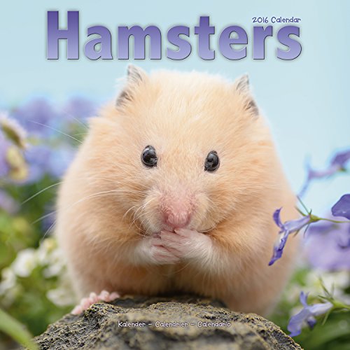 9781782084549: HAMSTERS 2016 Wall Calendar