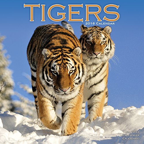 9781782084686: Tigers Calendar 2016