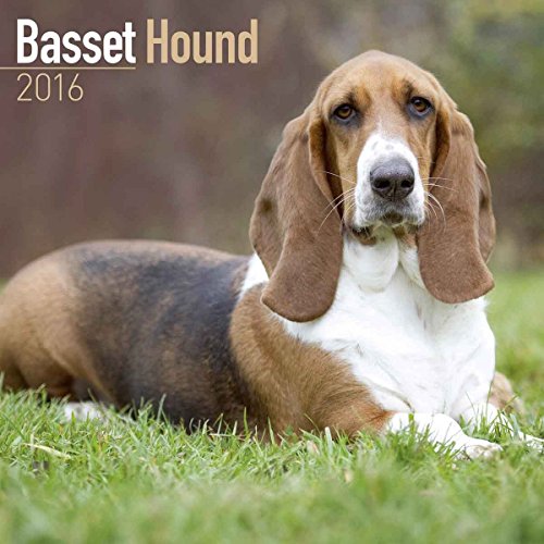 9781782085324: Basset Hound Calendar 2016