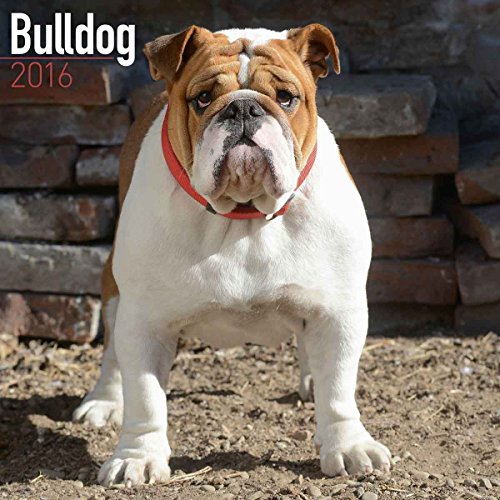 9781782085515: Bulldog Calendar - Only Dog Breed Bulldogs Calendar - 2016 Wall calendars - Dog Calendars - Monthly Wall Calendar by Avonside