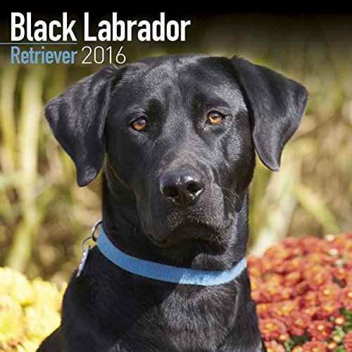 Beispielbild fr BLACK LABRADOR RETRIEVER 2016 Wall Calendar (Square) zum Verkauf von medimops