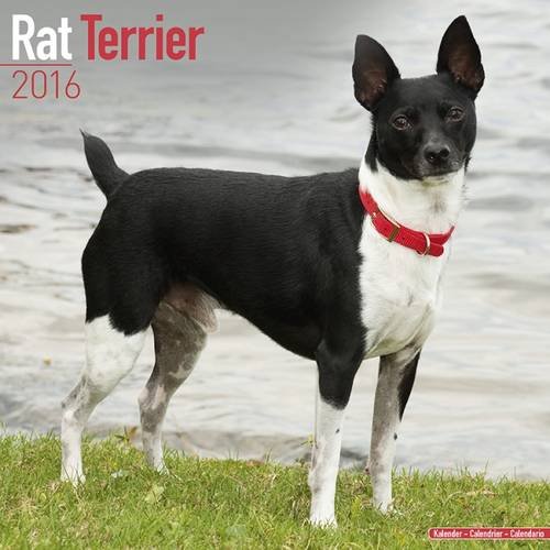 Beispielbild fr Rat Terrier Calendar 2016 zum Verkauf von medimops