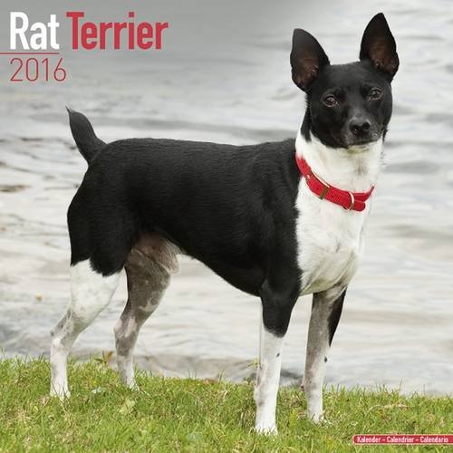 Imagen de archivo de Rat Terrier Calendar 2016 a la venta por medimops