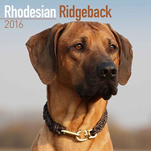 9781782086062: RHODESIAN RIDGEBACK 2016 Wall Calendar