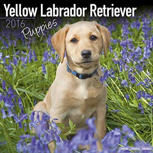 9781782086383: YELLOW LABRADOR PUPPIES 2016 Wall Calendar