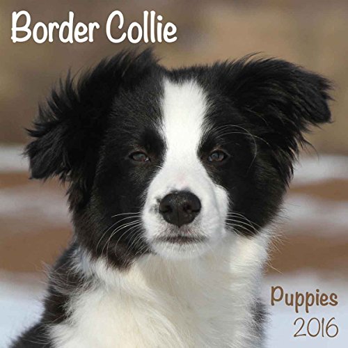 9781782086987: Border Collie Puppies M 2016 Calendar (Mini)