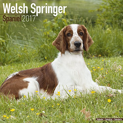 Beispielbild fr Welsh Springer Spaniel Calendar 2017 zum Verkauf von medimops