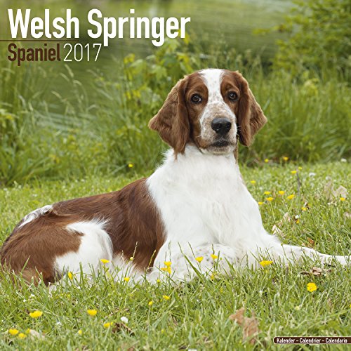 Imagen de archivo de Welsh Springer Spaniel Calendar 2017 a la venta por medimops