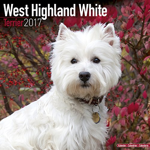 9781782088240: West Highland Terrier Calendar 2017