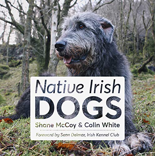 Native Irish Dogs (Hardcover) - Shane Mccoy