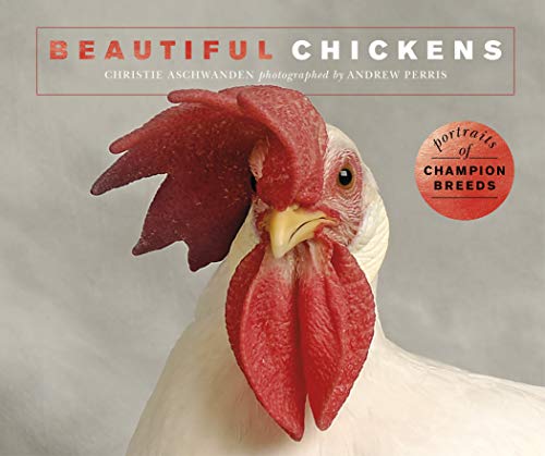 Imagen de archivo de Beautiful Chickens: Portraits of champion breeds (Beautiful Animals) a la venta por Books for Amnesty Bristol