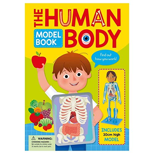 Stock image for Human Body Model Book for sale by Half Price Books Inc.