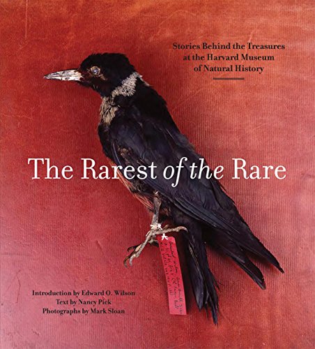 Beispielbild fr Rarest of the Rare: The Stories Behind the Harvard Museum of Natural History zum Verkauf von ThriftBooks-Atlanta