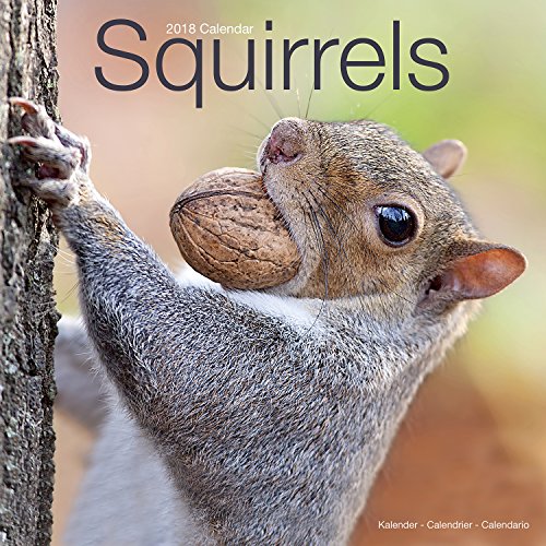 Squirrel Calendar Cute Animal Calendar Calendars 2017