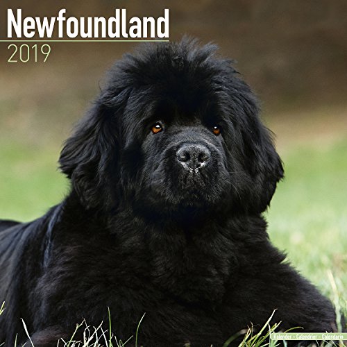 Beispielbild fr Newfoundland Calendar 2019 (Square) zum Verkauf von medimops