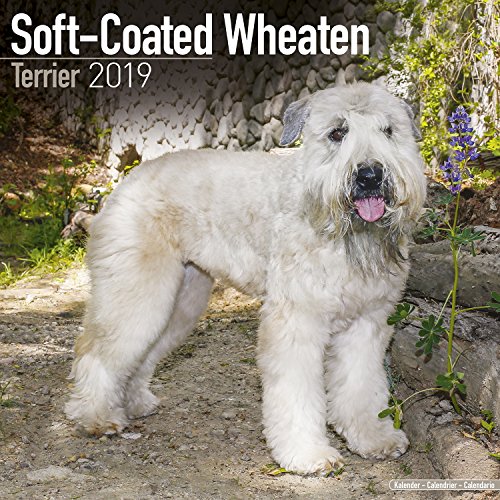 Beispielbild fr Soft Coated Wheaten Terrier Calendar 2019 zum Verkauf von medimops