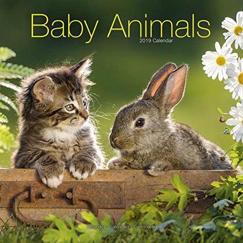 Beispielbild fr Baby Animals Calendar 2019 zum Verkauf von medimops