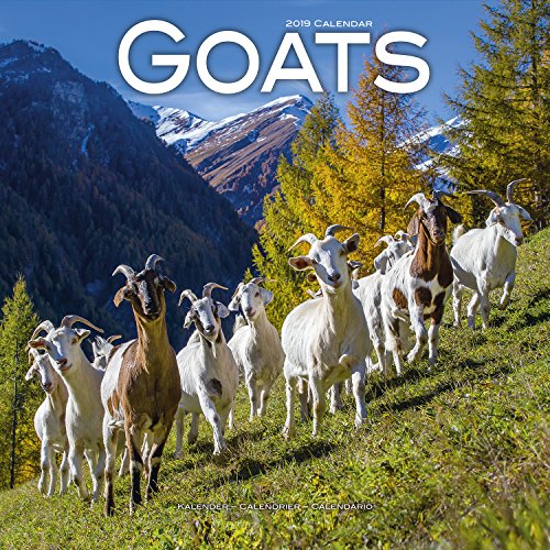 Goat Calendar Cute Animal Calendar Calendars 2018 2019 Wall