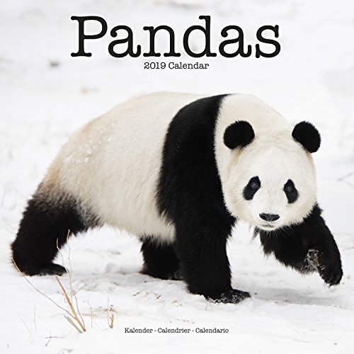 Beispielbild fr Pandas Calendar 2019 zum Verkauf von medimops