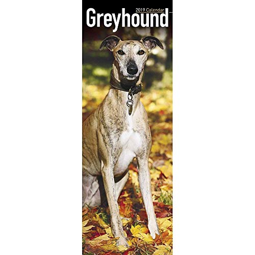 Beispielbild fr Greyhound Slim Calendar 2019 (Slim Standard) zum Verkauf von medimops