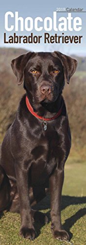 Stock image for Chocolate Labrador Retriever Slim Calendar 2019 (Slim Standard) for sale by medimops