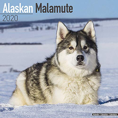 Beispielbild fr Alaskan Malamute Calendar 2020 zum Verkauf von medimops