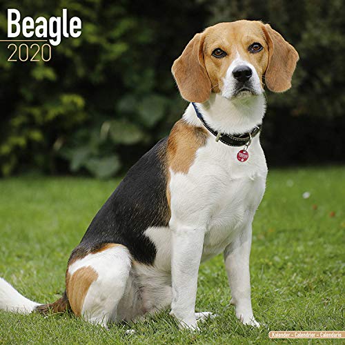 Beispielbild fr Beagle Calendar 2020 zum Verkauf von medimops