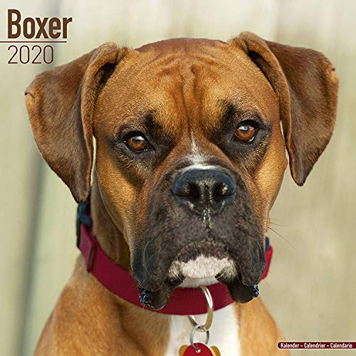Beispielbild fr Boxer Calendar 2020 zum Verkauf von medimops