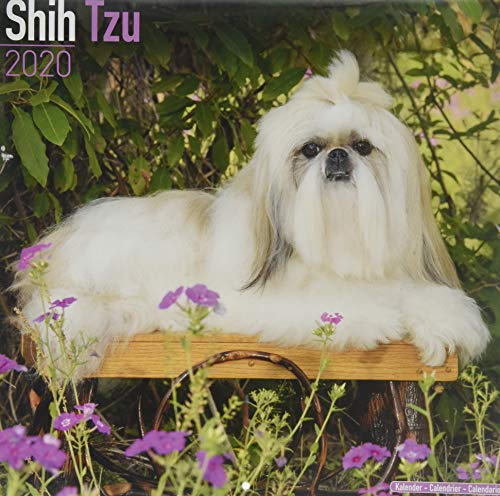 Beispielbild fr Shih Tzu Calendar 2020 zum Verkauf von medimops