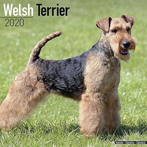 Beispielbild fr Welsh Terrier Calendar 2020 zum Verkauf von medimops