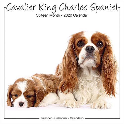Beispielbild fr Cavalier King Charles Spaniel Studio Calendar 2020 zum Verkauf von medimops