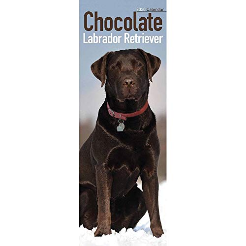 Stock image for Chocolate Labrador Retriever Slim Calendar 2020 for sale by medimops