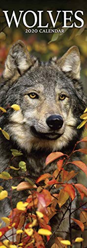 9781785808098: Wolves Slim Calendar 2020
