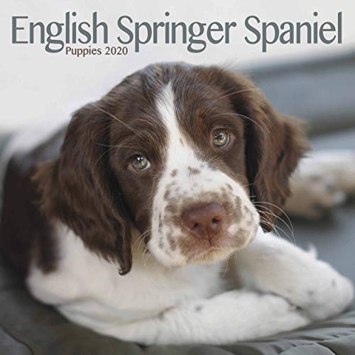 English Springer Spaniel Puppies Mini Square Wall Calendar 2