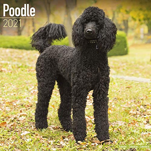 Poodle Wall Calendar 2020 by Avonside 