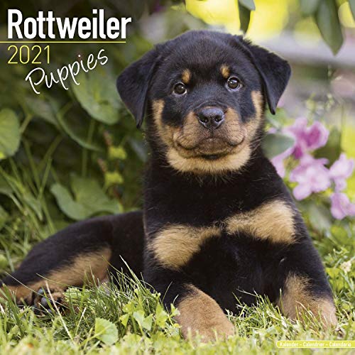 Beispielbild fr Rottweiler Puppies ? Rottweiler Welpen 2021: Original Avonside-Kalender (Wall-Kalender) zum Verkauf von medimops