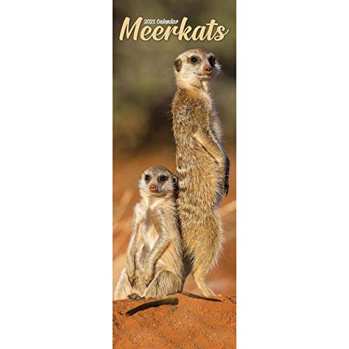 9781785809941: Meerkats Slim 2021 Calendar