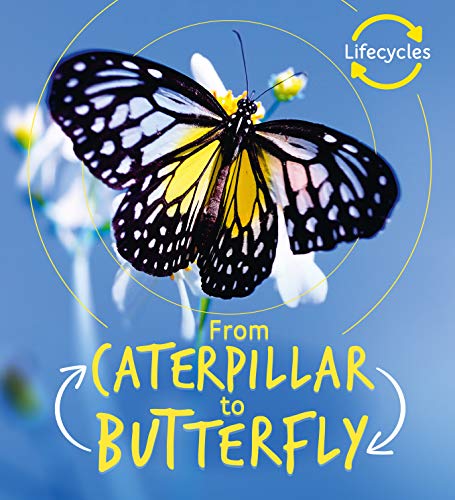 Stock image for Lifecycles: Caterpillar to Butterfly: 1 for sale by WorldofBooks