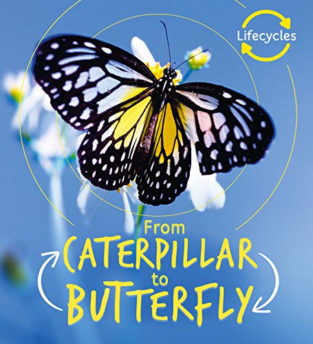 9781786036148: Lifecycles Caterpillar To Butterfly