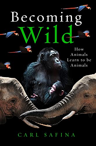 Imagen de archivo de Becoming Wild: How Animals Learn to be Animals a la venta por WorldofBooks