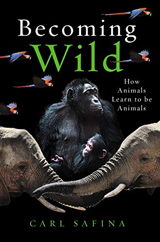 Stock image for Becoming Wild: How Animals Learn to be Animals for sale by WorldofBooks