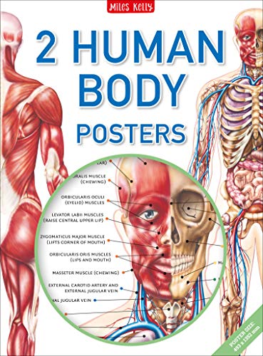 Stock image for Human Body Poster Pack for sale by HPB-Blue