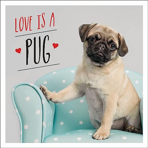 Beispielbild fr Love is a Pug: A Pugtastic Celebration of The World's Cutest Dogs zum Verkauf von WorldofBooks